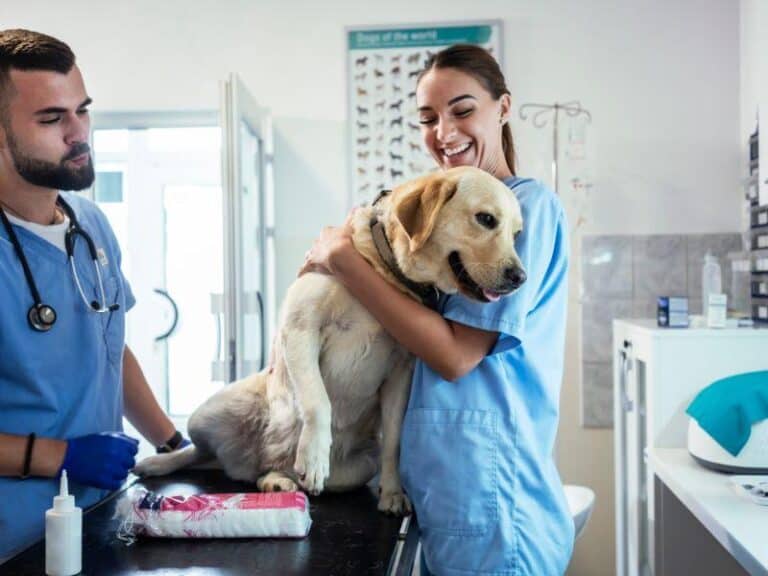 Best veterinary business insurance