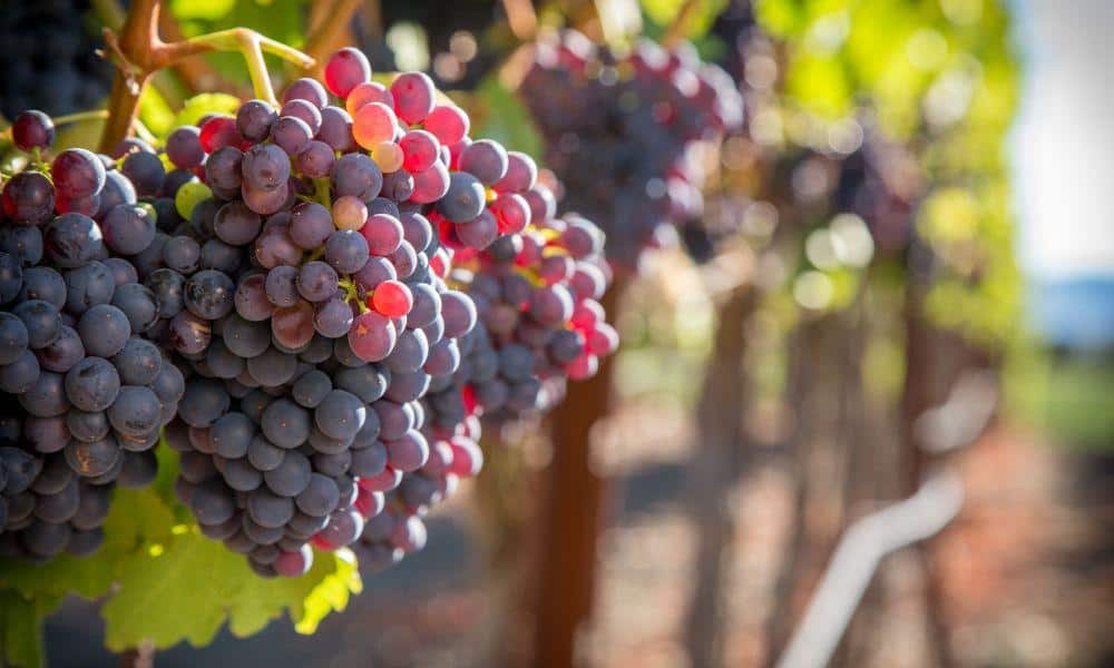 Insurance for Wineries & Vineyards