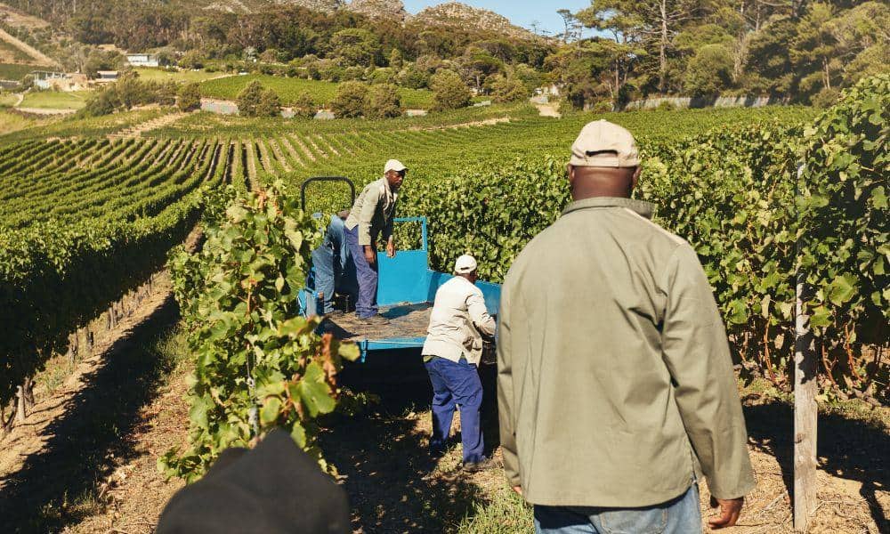 Man working in a Vineyard